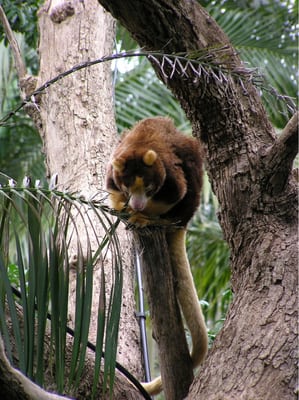 Adelaide Zoo by null