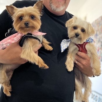 SF Dog Parlour - This is what they look like normally. - Pet Groomers Near Me - San Francisco, California SF Dog Parlour - This is what they look like normally. - Pet Groomers Near Me - San Francisco, California