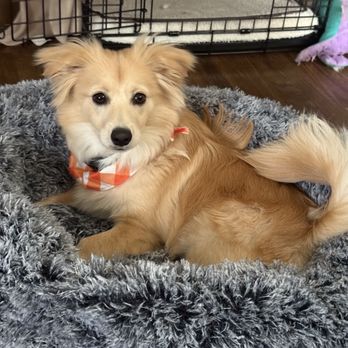 Fur Town Pet Spa- Arcadia - Pet Groomers Near Me - Arcadia, California