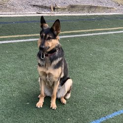PetMedic Urgent Care Vet Clinic - Brandi feeling much better