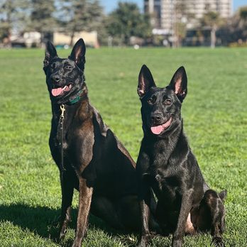 Nature & Nurture K9 - Pet Training Near Me Nature & Nurture K9 - Pet Training Near Me