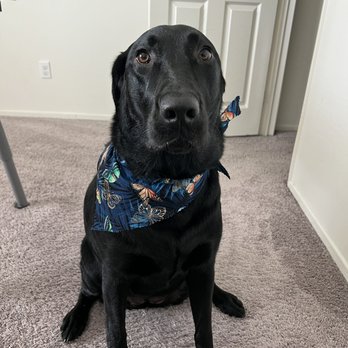 Vanity Fur Eastvale - Pet Groomers Near Me