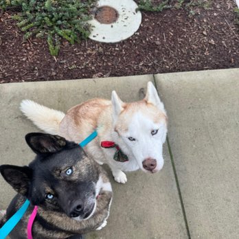 Mintz Canine - Pet Training Near Me - Rohnert Park, California Mintz Canine - Pet Training Near Me - Rohnert Park, California