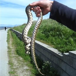 California Nightsnake found along the walkway. Beautiful irredescent skin on the belly. California Nightsnake found along the walkway. Beautiful irredescent skin on the belly.