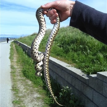 Shoreline Parks - California Nightsnake found along the walkway. Beautiful irredescent skin on the belly. - Parks Near Me - San Mateo, California Shoreline Parks - California Nightsnake found along the walkway. Beautiful irredescent skin on the belly. - Parks Near Me - San Mateo, California