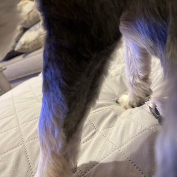 Tails A Waggin - Uneven trim in back of legs. - Pet Groomers Near Me - Henderson, Nevada Tails A Waggin - Uneven trim in back of legs. - Pet Groomers Near Me - Henderson, Nevada
