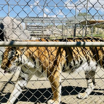 Lions Tigers & Bears - Gorgeous tigers you can feed! - Community Service/Non-Profit Near Me - Alpine, California