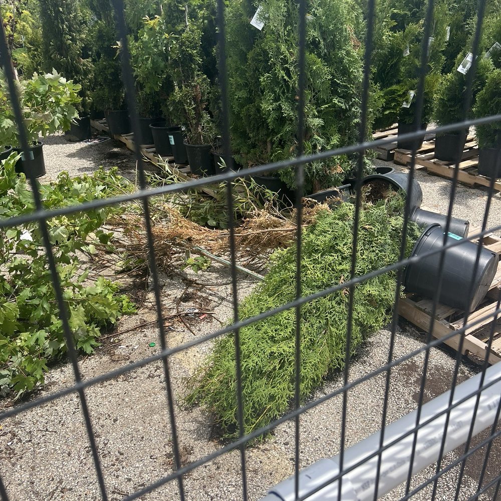 Dead trees Dead trees