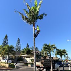 Upcountry Trees - Dylan ready to top tree