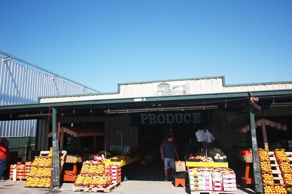 Canino Produce by null