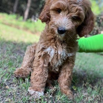 Treehouse Animal Clinic - Veterinarians Near Me - Atlanta, Georgia