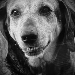 The Traveling Vet - My McKenzie