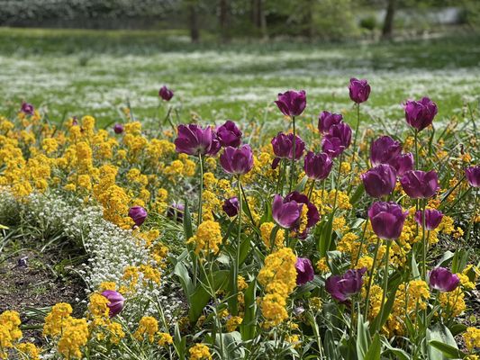 Palmengarten Frankfurt by null