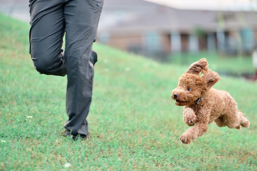 84K9 - pet boarding facility in New Orleans, LA