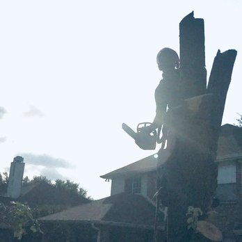 City Wide Tree Services - Tree removal - Tree Services Near Me City Wide Tree Services - Tree removal - Tree Services Near Me