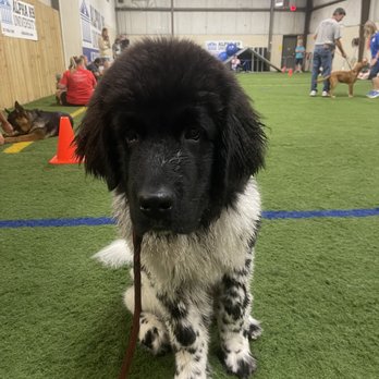 Alpha K9 U - Pet Sitting Near Me - Fishers, Indiana Alpha K9 U - Pet Sitting Near Me - Fishers, Indiana