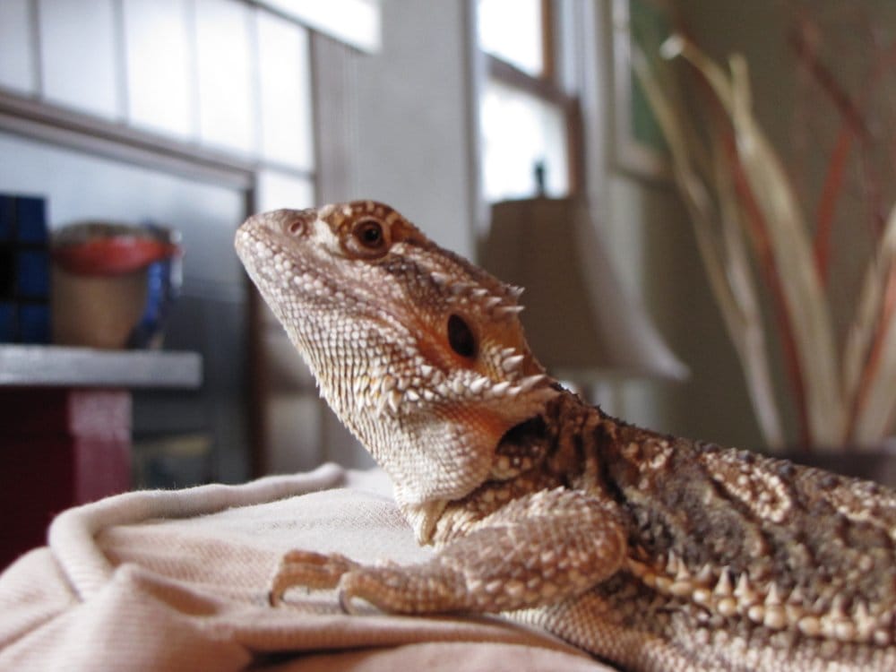 PETCO 41 Reviews Pet Stores 975 NW Gilman Blvd, Issaquah, WA