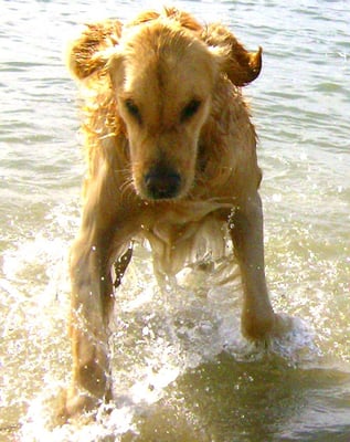 CLUB HAPPY DOG - 12 Photos - 528 Palisades Dr, Pacific Palisades, CA - Yelp