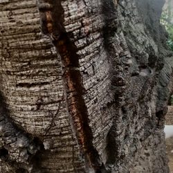 Dracena Quarry Park - Wrinkled oak before my Bella's behind, in the behind.