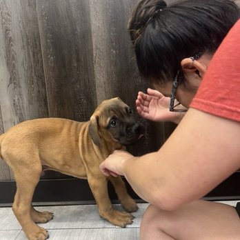 Petland Largo - Pet Stores Near Me - Largo, Florida