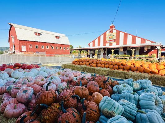 The Pumpkin Patch on Sauvie Island, Portland's original by null