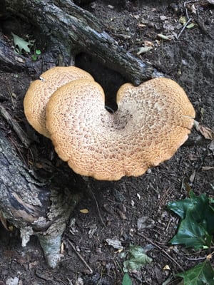 Bird Hills Nature Area by null