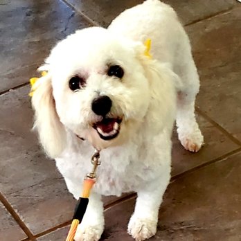 Bubbles Dog Grooming - Pet Groomers Near Me - Katy, Texas