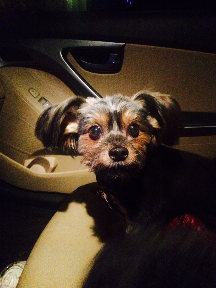 SHERRY’S PET GROOMING Updated April 2024 13 Reviews 1916 40th Ter