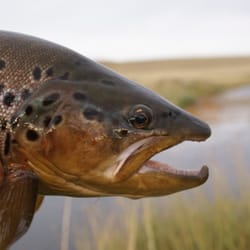 Fishermen's Spot - We'll guide you to your next big fish.