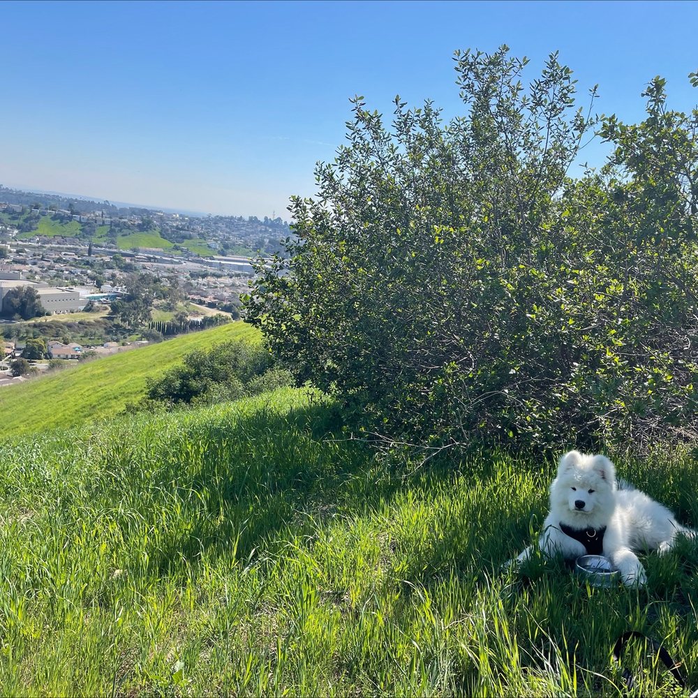 Jacob's Dog Pack - Jacob always knows the best hiking spots around LA :) - Dog Walkers Near Me Jacob's Dog Pack - Jacob always knows the best hiking spots around LA :) - Dog Walkers Near Me