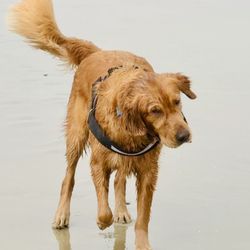 Huntington Dog Beach - Happy Dog.