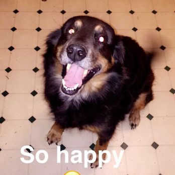 Fluffy Puppy - Pet Groomers Near Me - Pasadena, California Fluffy Puppy - Pet Groomers Near Me - Pasadena, California