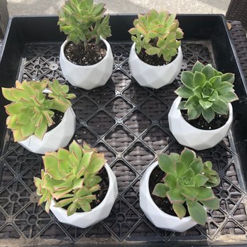 Martinez Nursery - These full beauties only cost $1! Pots cost about $2.67 each...total = $3.67! - Nurseries & Gardening Near Me - Buena Park, California Martinez Nursery - These full beauties only cost $1! Pots cost about $2.67 each...total = $3.67! - Nurseries & Gardening Near Me - Buena Park, California