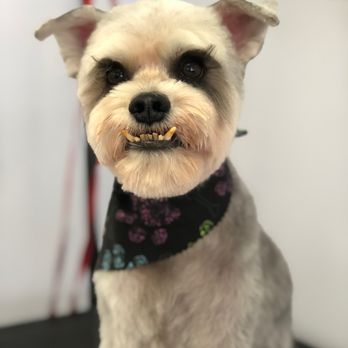 DawgyStyle - Dexter may look like a tough-guy. But, he's a total softy :) - Pet Groomers Near Me - Dana Point, California