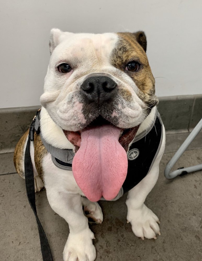 ANIMAL VISION CARE & SURGICAL CENTER 46 Photos & 83 Reviews