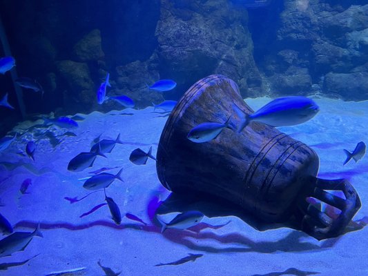 SEA LIFE Kelly Tarlton's Aquarium by null