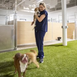 Birmingham Animal Hospital + Resort - Incredibly caring staff