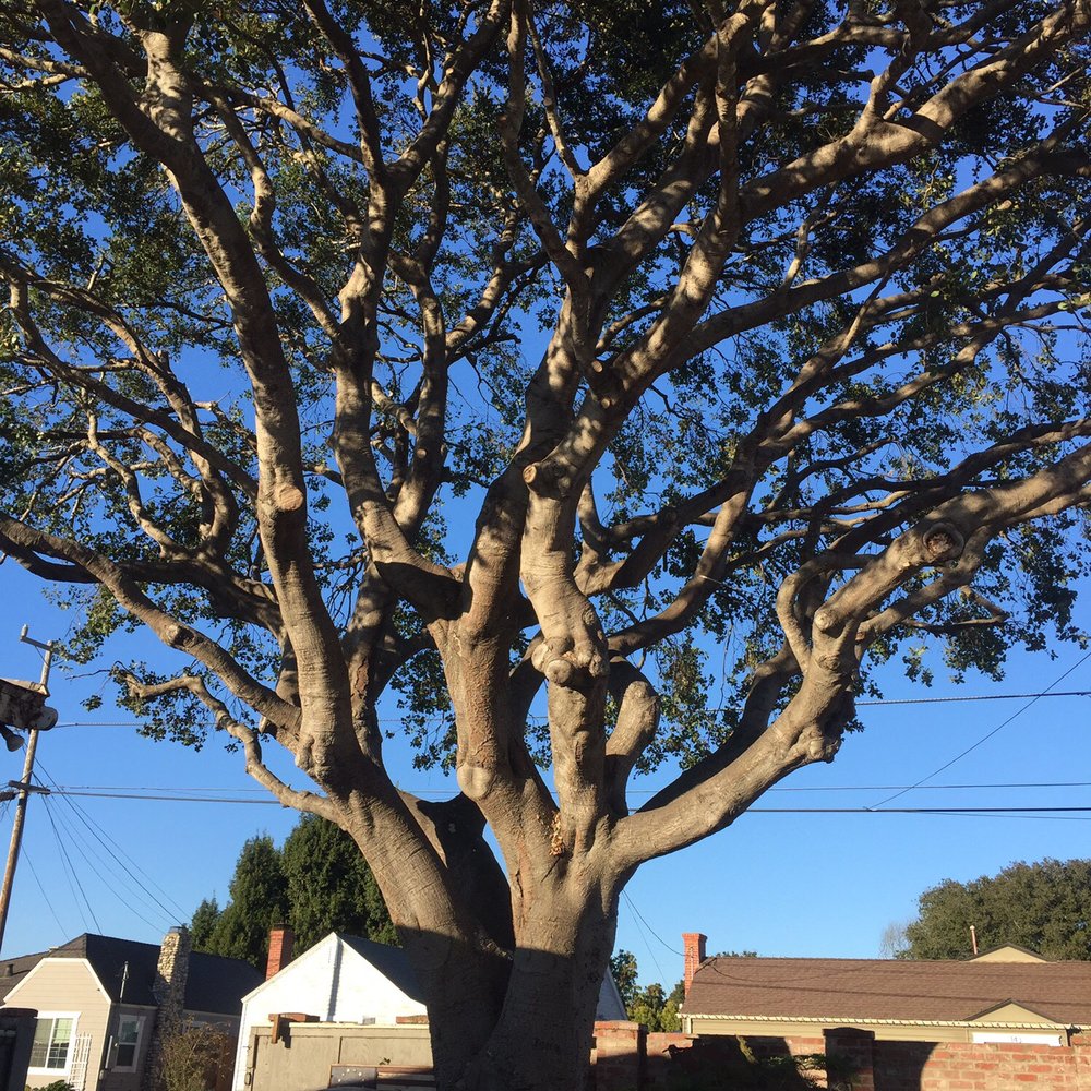 The Tree Brothers - Tree Services Near Me - Salinas, California The Tree Brothers - Tree Services Near Me - Salinas, California