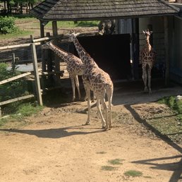 Giraffe Giraffe