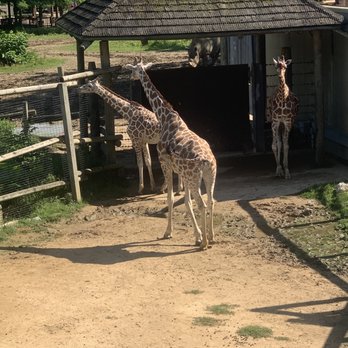 Peoria Zoo - Giraffe - Zoos Near Me - Peoria, Illinois Peoria Zoo - Giraffe - Zoos Near Me - Peoria, Illinois