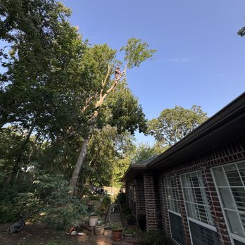 Tree Amigos Arbor Care - Tree Services Near Me Tree Amigos Arbor Care - Tree Services Near Me