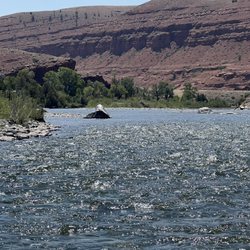 Big Wind River Float Trips & Fly Fishing