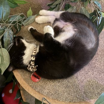 Cats & Crystals - Pet Adoption Near Me - Oceanside, California