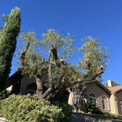 Alberto's Tree Trimming - Full trim