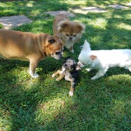 my 4 chihuahuas