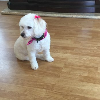 Mr Dog Mobile Grooming - Pet Groomers Near Me Mr Dog Mobile Grooming - Pet Groomers Near Me