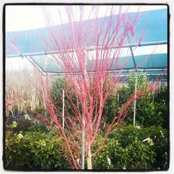 Amato's Garden Center