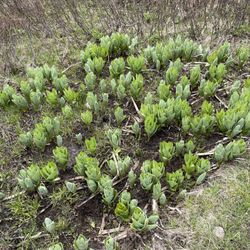 Big Meadow Reservoir - Beautiful leafy plants in a marshy area. Didn't know what they are!