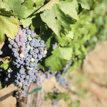 Ponte Winery - Grapes on the vine at Ponte. - Wineries Near Me - Temecula, California