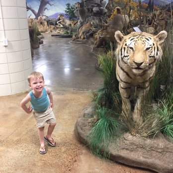 Northeastern Nevada Museum - Tiger - Museums Near Me - Elko, Nevada